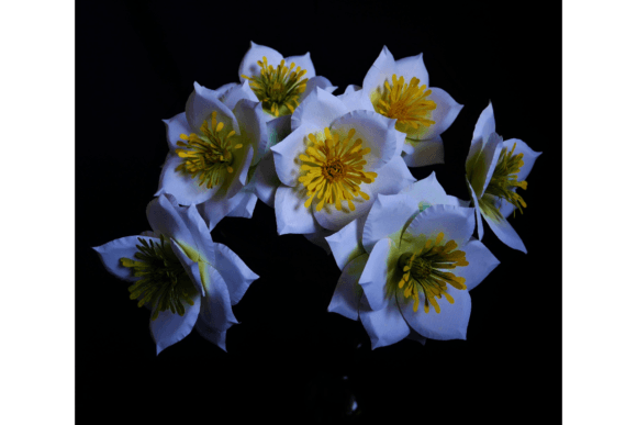 Adelia: A 3D SVG Paper Flower for Timeless Design Projects